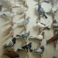 کفترالمانی دورگ سارسوسکی سرخ کاکلی مال حصارگلستان