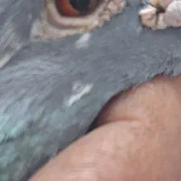 کبوتر دوبر|پرنده|اردبیل, |دیوار