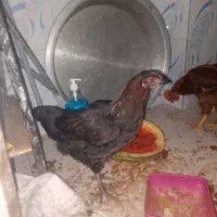 مرغ گلین تخم گزار
