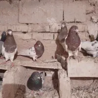 تعداد ۳۰ عدد کبوتر کله ای|پرنده|لیلان, |دیوار