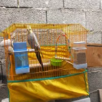 عروس هلندی سالم و بازیگوش