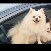 سگ پامر بسیار زیبا