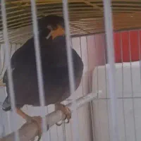 مرغ مینا
