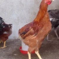 خروس محلی|حیوانات مزرعه|زیرآب, |دیوار