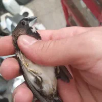 بنگالی|پرنده|نسیم‌شهر, |دیوار