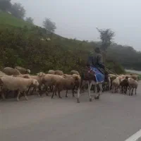 نیازمند کارگر ساده چوپان ایرانی یا افغانی