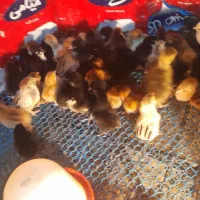 جوجه|حیوانات مزرعه|شیروان (خراسان), |دیوار