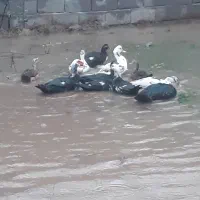 اردک مسکوئی (اسراعیلی)|حیوانات مزرعه|رشت, نیروی دریایی|دیوار