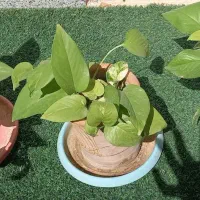 گل پتوس