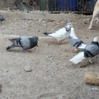 به دلیل تعداد زیاد نر