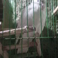 عروس هلندی آلبینو