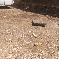 مرغ لاری با یه جوجه