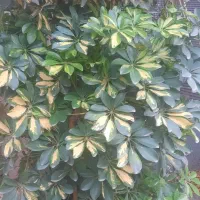 گل شفلرا ابلغ|گل و گیاه طبیعی|گتاب, |دیوار