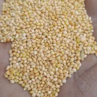 پخش انواع ارزن درشت