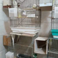 عروس هلندی|پرنده|تهران, تختی|دیوار