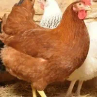 فروش ۷ عدد مرغ و ۱ خروس جوان