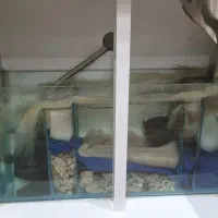 فروش آکواریوم شرکتی ۸۰ سانت،سالم و تمیز|ماهی|چمران, |دیوار