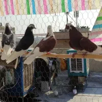 کبوتر غریب گیری