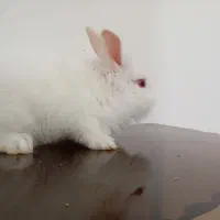 بچه خرگوش نژاد دار