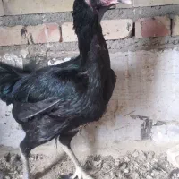 یک لاری پاکستان ۱۳ ماهه