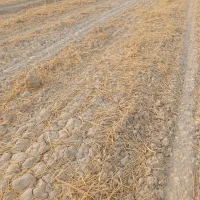 زمین کشاورزی برای اجاره در جراحی روستای البوعلایج|اجارهٔ دفتر صنعتی، کشاورزی، تجاری|چمران, |دیوار