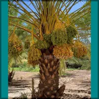 باغ-فروشی