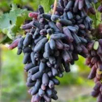 نهال انگور مندراپ پرمحصول و ماندگار