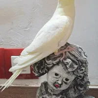 جوجه دون خور چشم شرابی رام