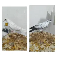 کفتر گرفتنی سوسک و سفید