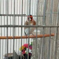 سهره تازه صاف شیرین بخون