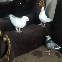 دمسیا کاکل|پرنده|ریگان, |دیوار