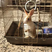 خرگوش|موش و خرگوش|دزفول, |دیوار