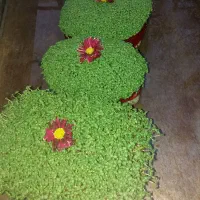 سبزه|خدمات پذیرایی، مراسم|بروجرد, |دیوار