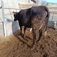 گاو شیری انگوس|حیوانات مزرعه|مهربان, |دیوار