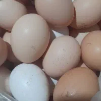 تخم مرغ و تخم اردک محلی نطفه دار