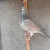 کفتر کبوتر رنگه آلمانی پرشی جفتگاه|پرنده|مشهد, بلال|دیوار