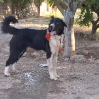 سگ قدرجونی نگهبان|سگ|قم, الغدیر|دیوار