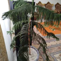درخت کاج