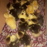 جوجه اردک خارجی قیمت ۷۷ هزارتومان