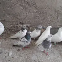 پاکستانی|پرنده|اندیمشک, |دیوار