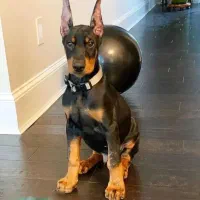 واگذاری توله دوبرمن اروپایی مفت