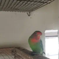 یک عدد کتوله نر