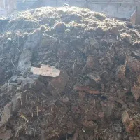 گاو|حیوانات مزرعه|جیرفت, |دیوار