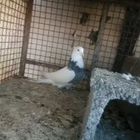 کبوتر|پرنده|یاسوج, |دیوار