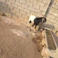 بز و بره