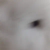 خر گوش|موش و خرگوش|تهران, بیسیم|دیوار