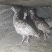 جوجه بوقلمون برنز محلی از ۹ تا ۴۰ روزه واکسن خورده
