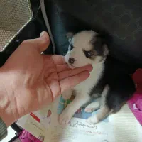 توله سگ هاسکی