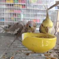 جفت کوتوله و عروس هلندی|پرنده|بیرجند, |دیوار