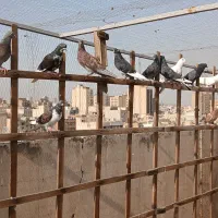 کفتر پرشی|پرنده|تهران, سلسبیل جنوبی|دیوار